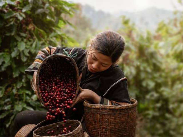 Có một vùng văn hóa cà phê